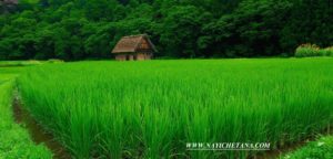 हरियाली पर प्रसिद्ध नारे ,Best Greenery Hariyali Slogans In Hindi , HARIYALI, HARA BHARA,HARE KHET, GREEAN FIELD